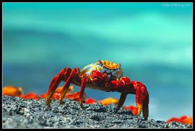 Sally Lightfoot krabba, Galapagos