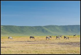 Zebras Ngorongoro, Tanzania