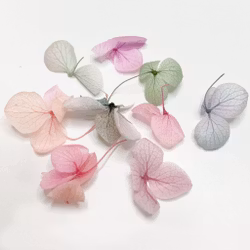 Dried Flowers