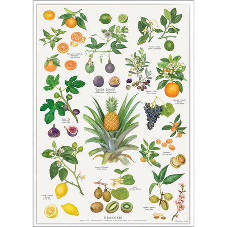 Plakat orangeriet A4 og A2
