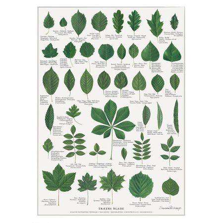 Plakat trærnes blad A4 og A2
