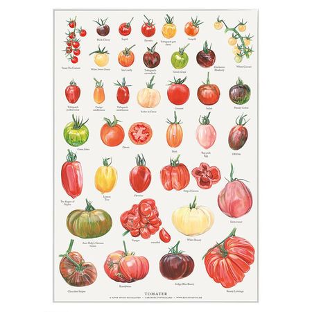 Plakat tomater A4