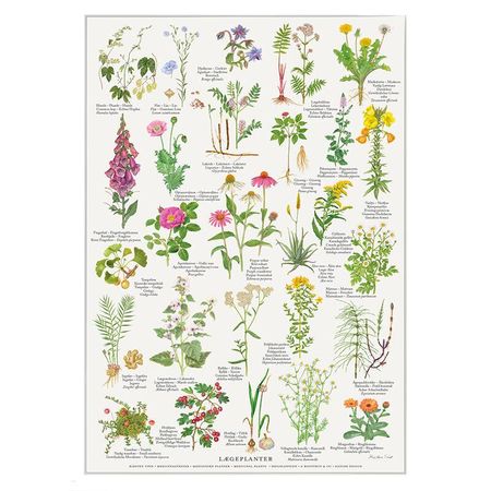 Plakat medisinplanter A4