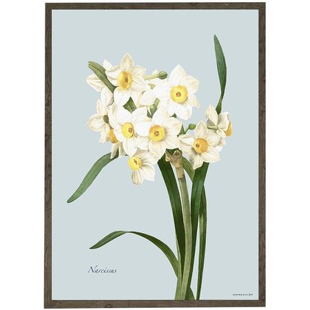 Kunstprint narcissus A4