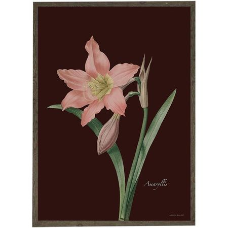 Kunstprint amaryllis A4