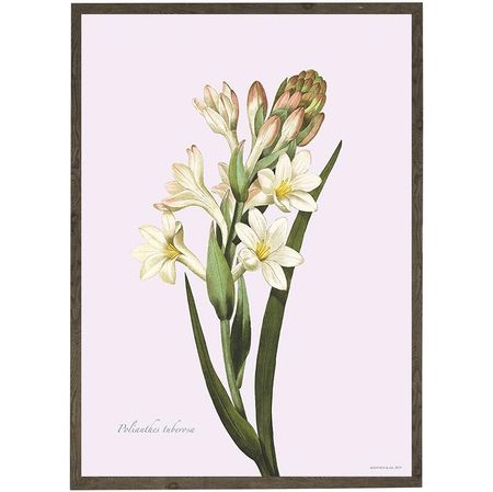 Kunstprint tuberose A4