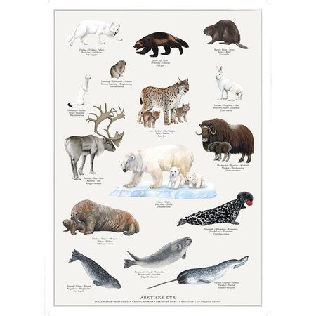 Plakat arktiske dyr A4