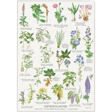 Plakat giftige planter A4