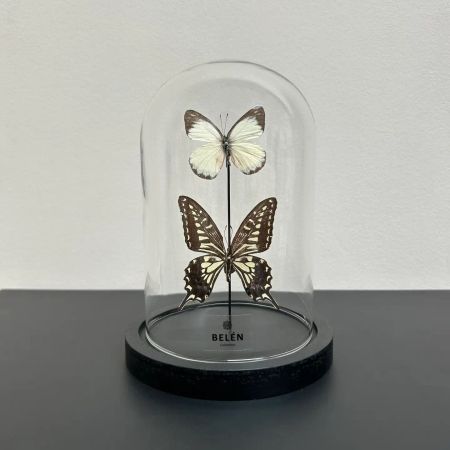 Sommerfugl Xuthus og Delias Dorylaea