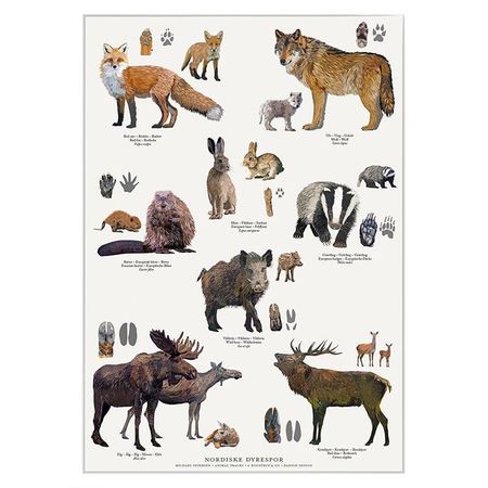 Plakat Nordiske dyrespor A4 & A2