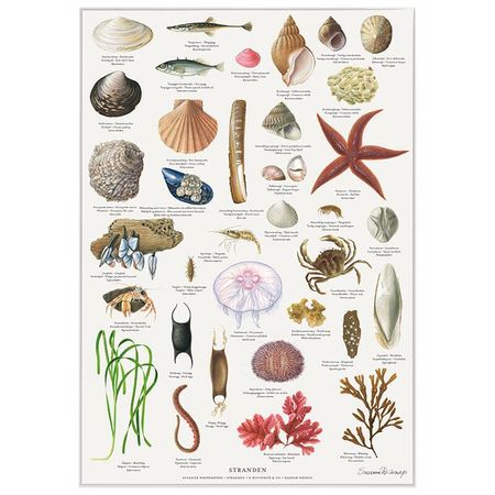 Plakat Stranden A4