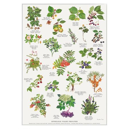 Plakat spiselige ville frukter A4