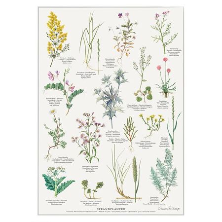 Plakat Strandplanter