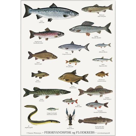 Plakat ferskvannsfisk og kreps A4 og A2