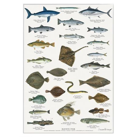 Plakat Havets fisk A4 og A2