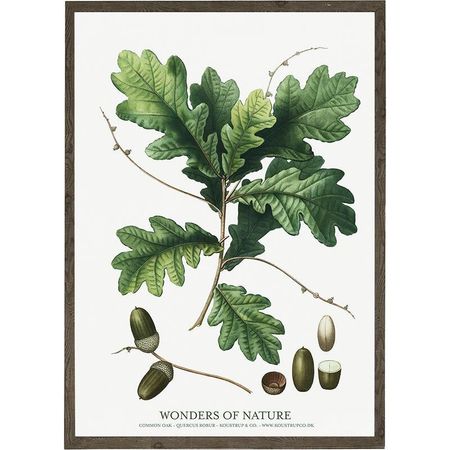 Kunstprint eikenøtt A4