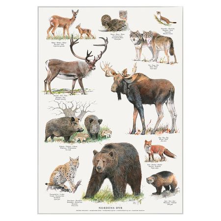 Plakat Nordiske dyr A4 og A2