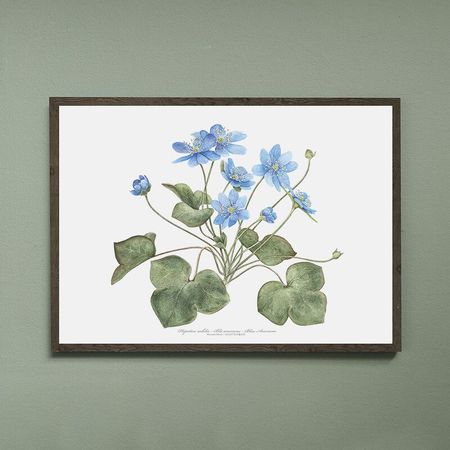 Kunstprint Blåveis, Hepatica nobilis i A4