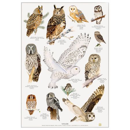 Plakat ugler A4 og A2