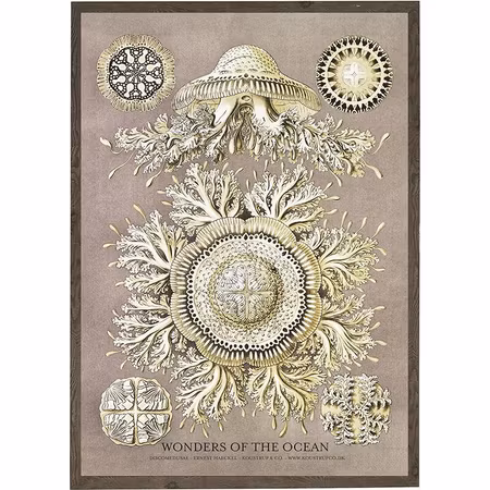 Kunstprint Discomedusae A4 og A2