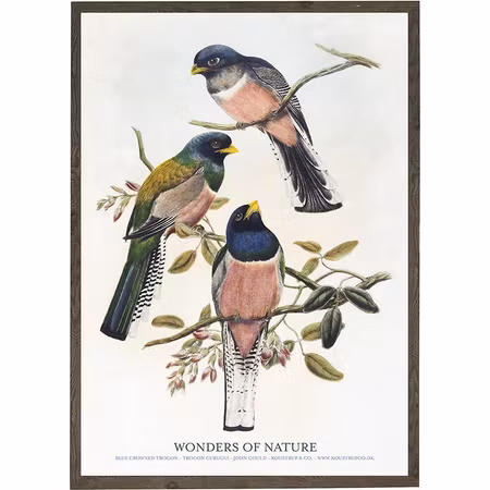 Kunstprint Blue Crowned Trogon A4