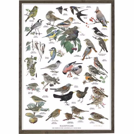 Kunstprint Hagens fugler A2