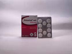 Amoxival vet 400 mg 2 x 10 tablett(er) Tablett