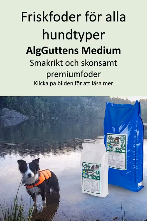 AlgGutten Medium Svensktillverkat hundfoder med havsalger skonsamt normalfoder