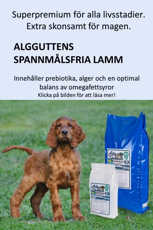 AlgGutten Spannmålsfri lamm Svensktillverkat hundfoder med havsalger för känsliga magar, Spannmälsfritt