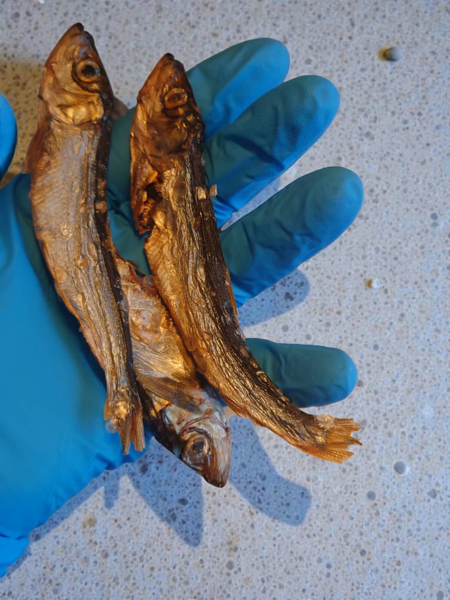 Skarpsill större. 250 gram Storpack