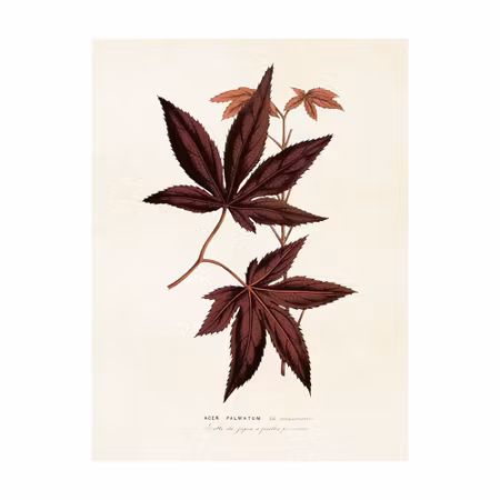 Poster Acer Palmatum 18x24cm