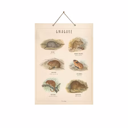 Nyhet! Skolplansch Gnagare