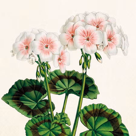 NYHET! Lunchservetter Pelargoner