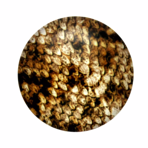 Skinn 9 Cabochon 30mm 1st