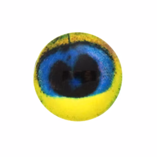 Påfågel 8 Cabochon 12mm 1st