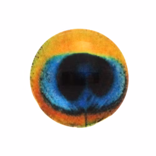 Påfågel 12 Cabochon 12mm 1st