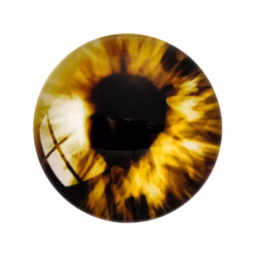 Ögon 1 Cabochon 12mm 1st