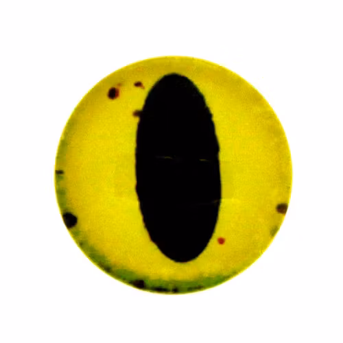 Ögon 42 Cabochon 12mm 1st