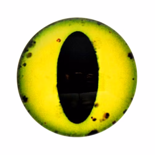 Ögon 19 Cabochon 14mm 1st