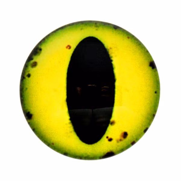 Ögon 19 Cabochon 25mm 1st