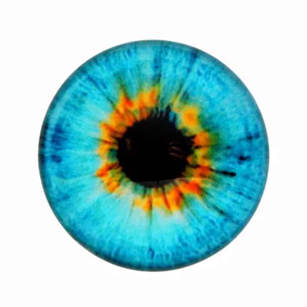 Ögon 11 Cabochon 25mm 1st