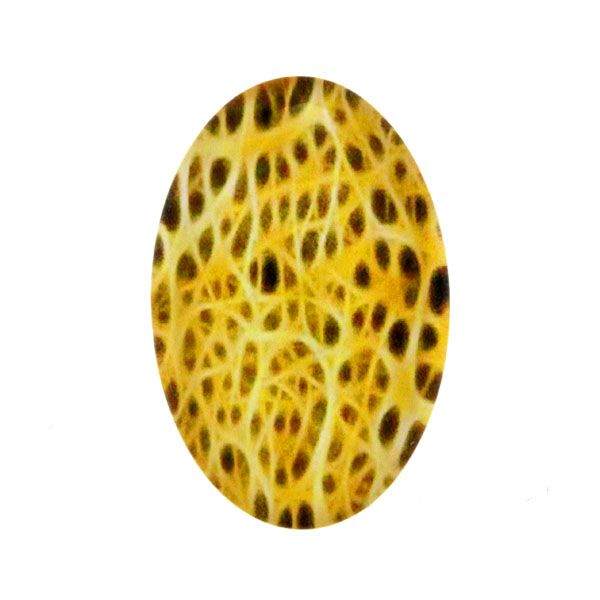 Eld 1 Cabochon 40x30mm 1st