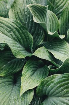Leaves