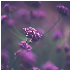 Blomsteräng