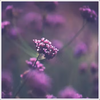 Blomsteräng