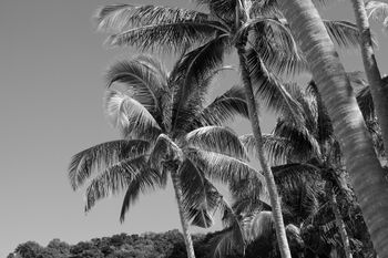 Palm trees