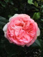 English rose & Pink petals