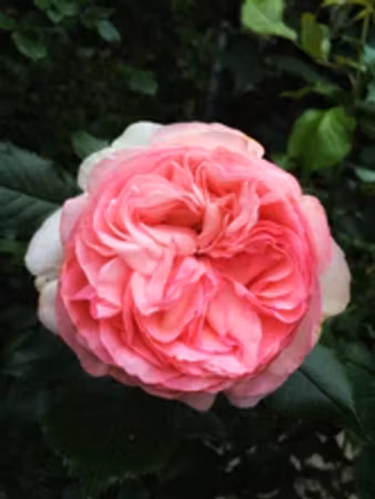 English rose & Pink petals