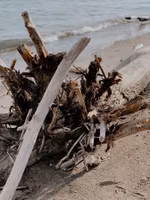 Woodsage & Seasalt