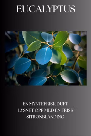 Eucalyptus